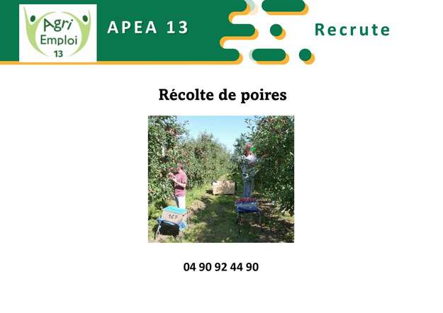 Photo de l'actualit Rcolte de fruits