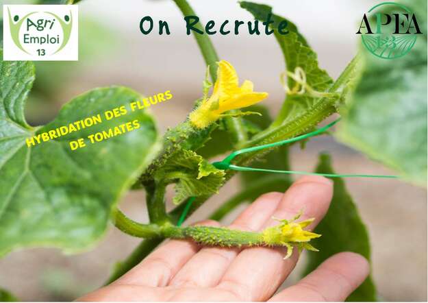 Photo de l'actualit� Hybridation de tomates