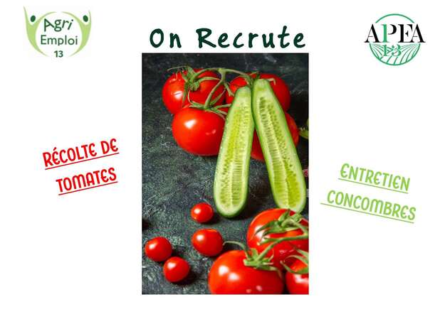 Photo de l'actualit� Ouvrier maraicher