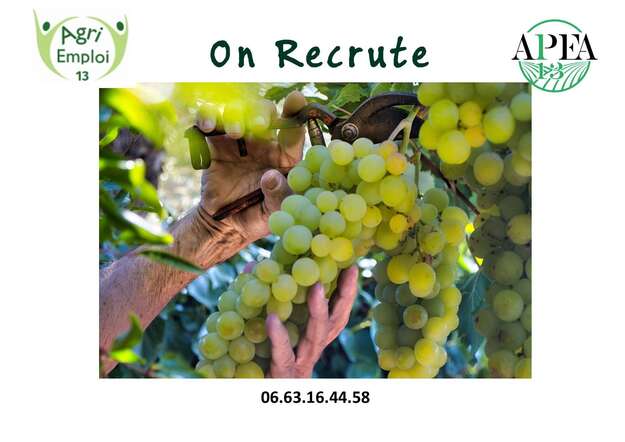 Photo de l'actualit� VENDANGES